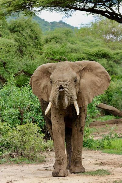 د ویجیجی سنتر لاگ اند سافاری