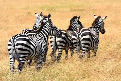 د ویجیجی سنتر لاگ اند سافاری