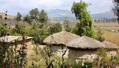 د ویجیجی سنتر لاگ اند سافاری