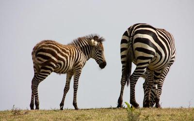 د ویجیجی سنتر لاگ اند سافاری