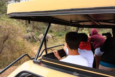 د ویجیجی سنتر لاگ اند سافاری