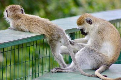 د ویجیجی سنتر لاگ اند سافاری