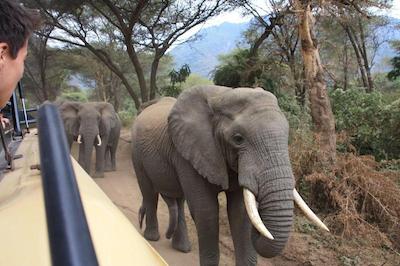 د ویجیجی سنتر لاگ اند سافاری