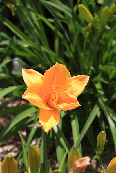 وایهکه آیلند متل