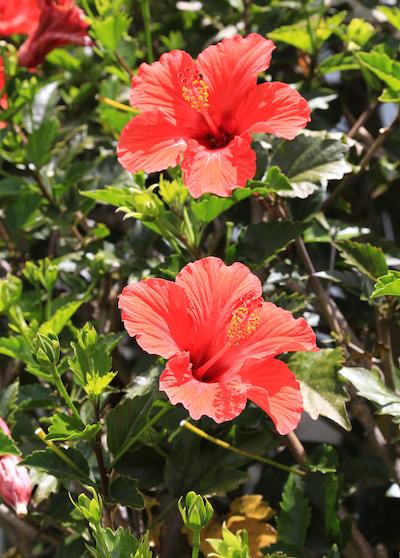 وایهکه آیلند متل