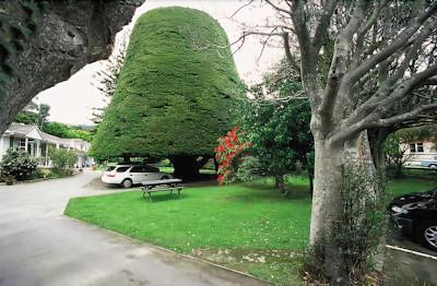 باکت تری لاج