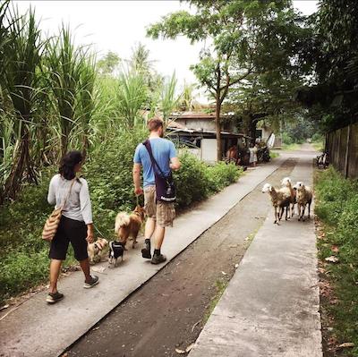 یابیکایو اکو بونگالوز