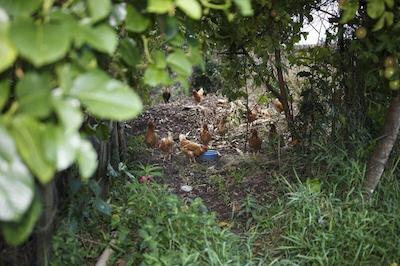 یابیکایو اکو بونگالوز