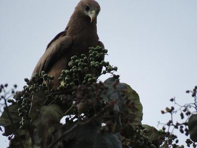 بولوارد این ام تی مرو