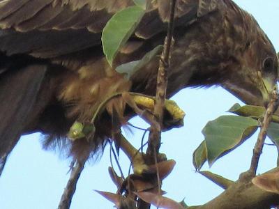 بولوارد این ام تی مرو