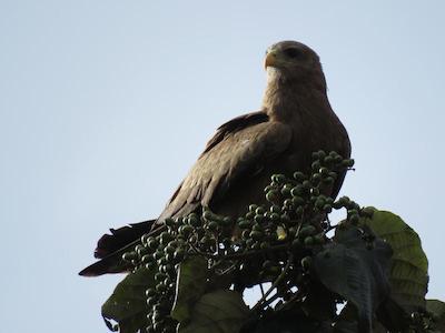 بولوارد این ام تی مرو