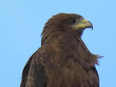 بولوارد این ام تی مرو