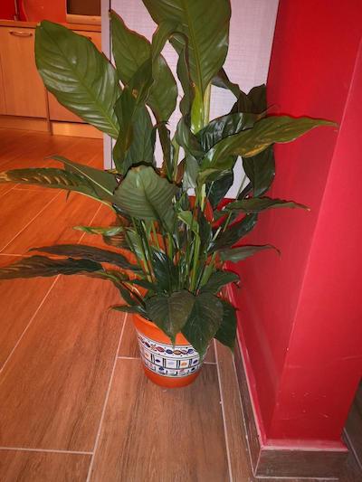 ای دو پاسی دال موسئو