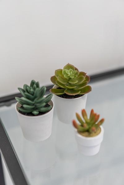 بی بی دوریا