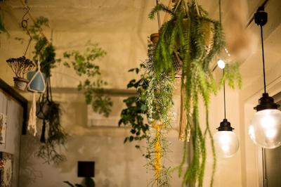 گست هاوس دنچی