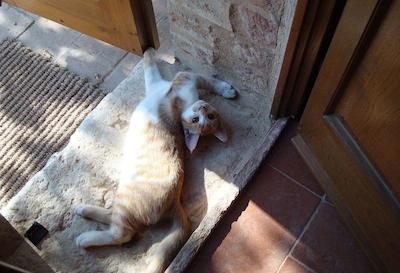 ال گیاردینو دلگی اتروسچی