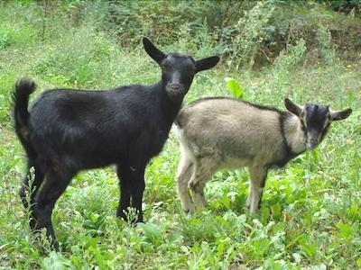 ال گیاردینو دلگی اتروسچی