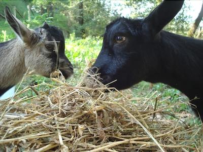 ال گیاردینو دلگی اتروسچی