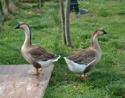 ال گیاردینو دلگی اتروسچی