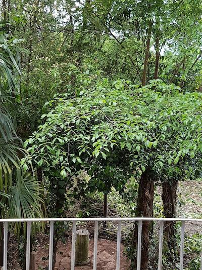 ریلیز لا کورته دی کاوالیر