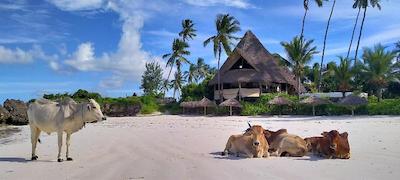 سوی بوتیک هتل