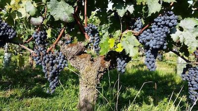 Cha Teau Fleur De Roques