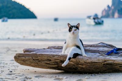 PHI PHI ANITA RESORT