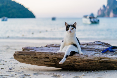 PHI PHI ANITA RESORT