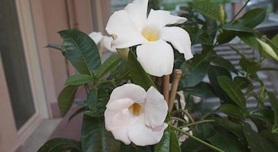 Difronte Ai Musei Vaticani