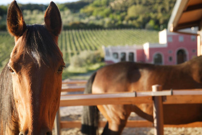 TENUTA IL SASSONE