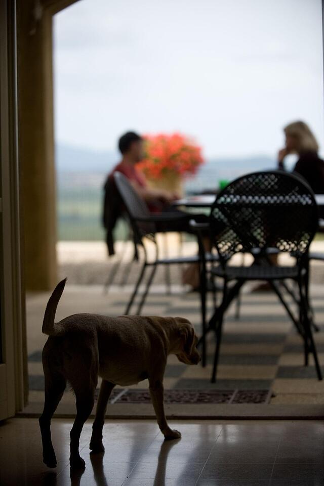 TENUTA IL SASSONE