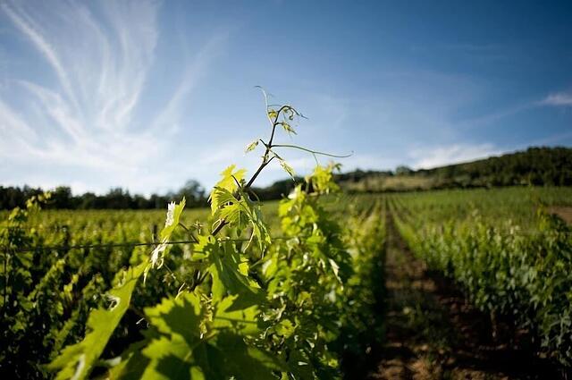 TENUTA IL SASSONE