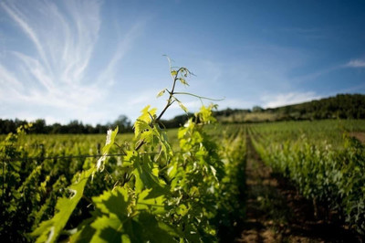 TENUTA IL SASSONE