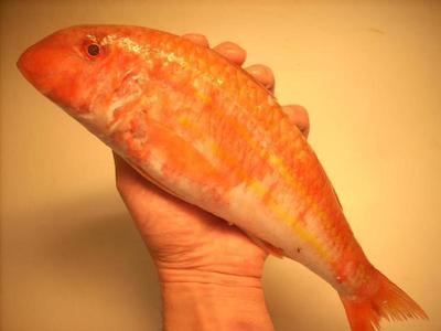 Locanda ai Campi Di Marcello