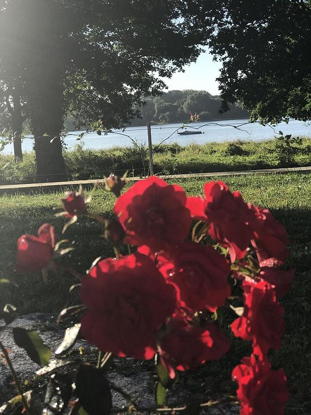 L'HERMINE DU LAC
