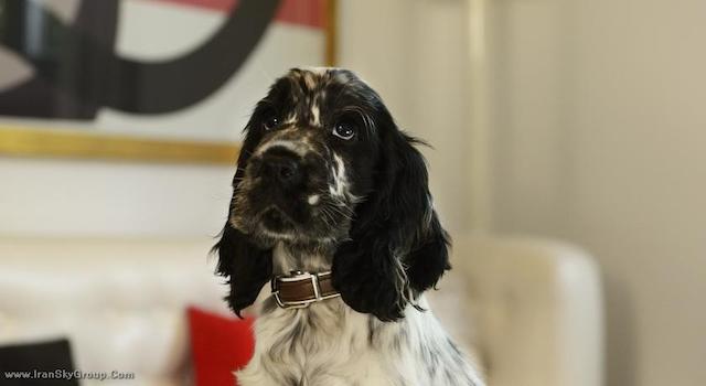 پولیتزر رما