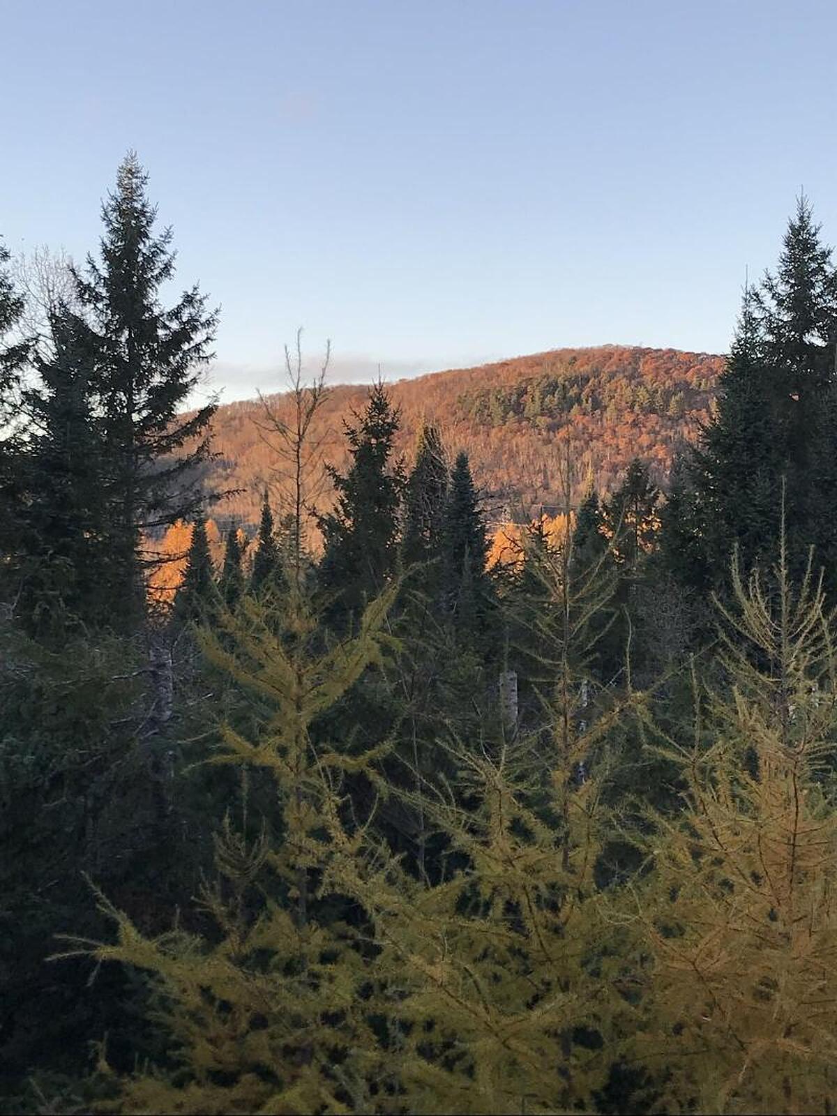 Wildberry Inn