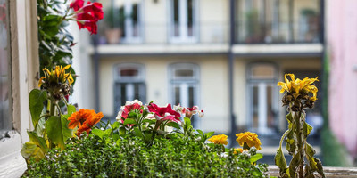 Casinha Das Flores
