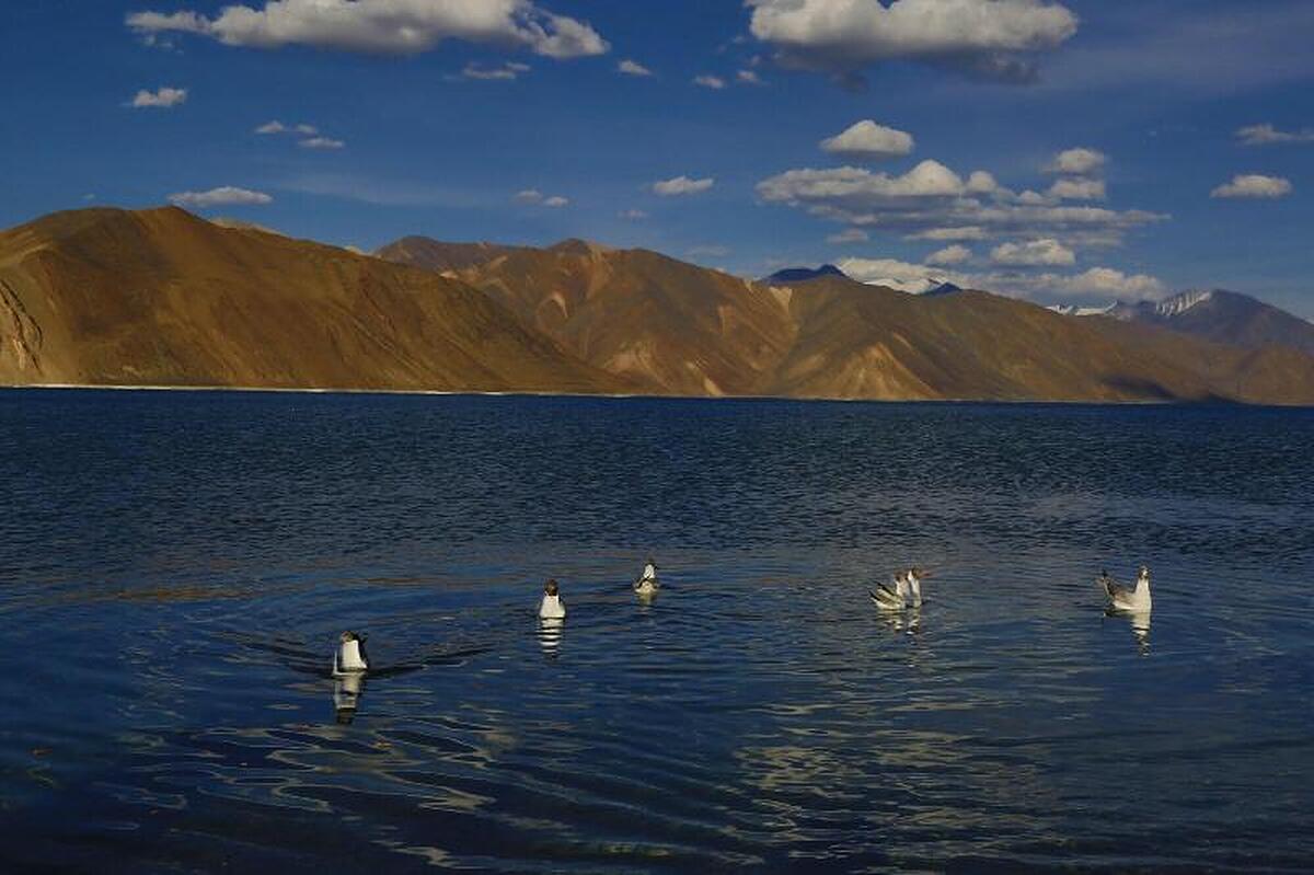 The Verda Driftwood Ladakh