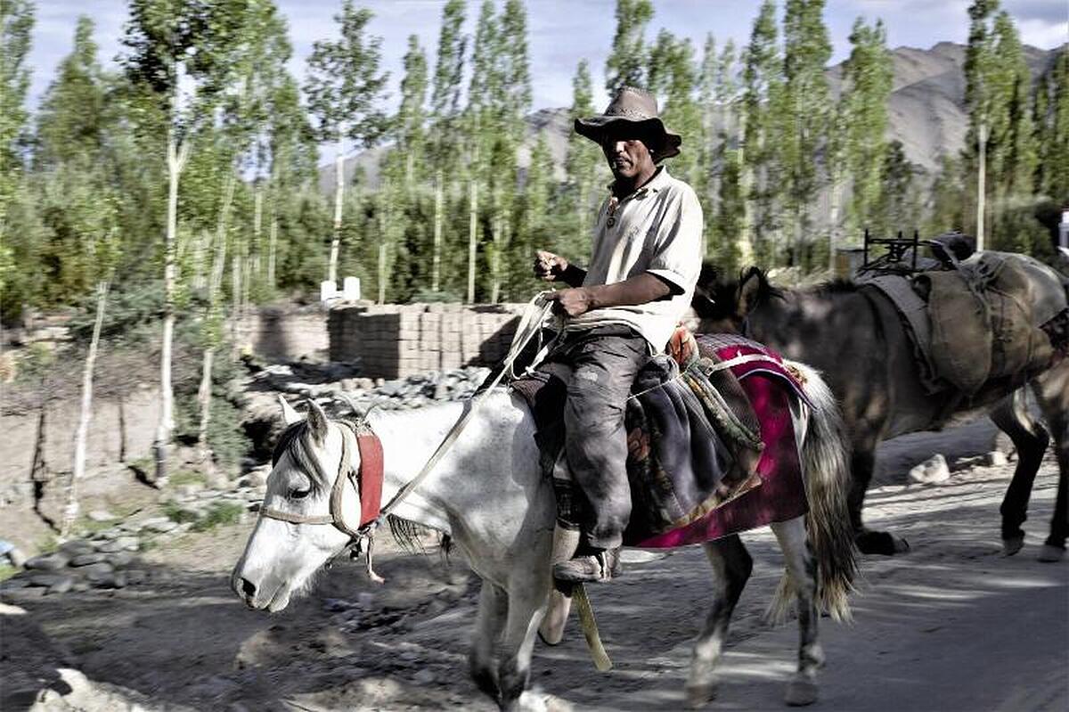 The Verda Driftwood Ladakh