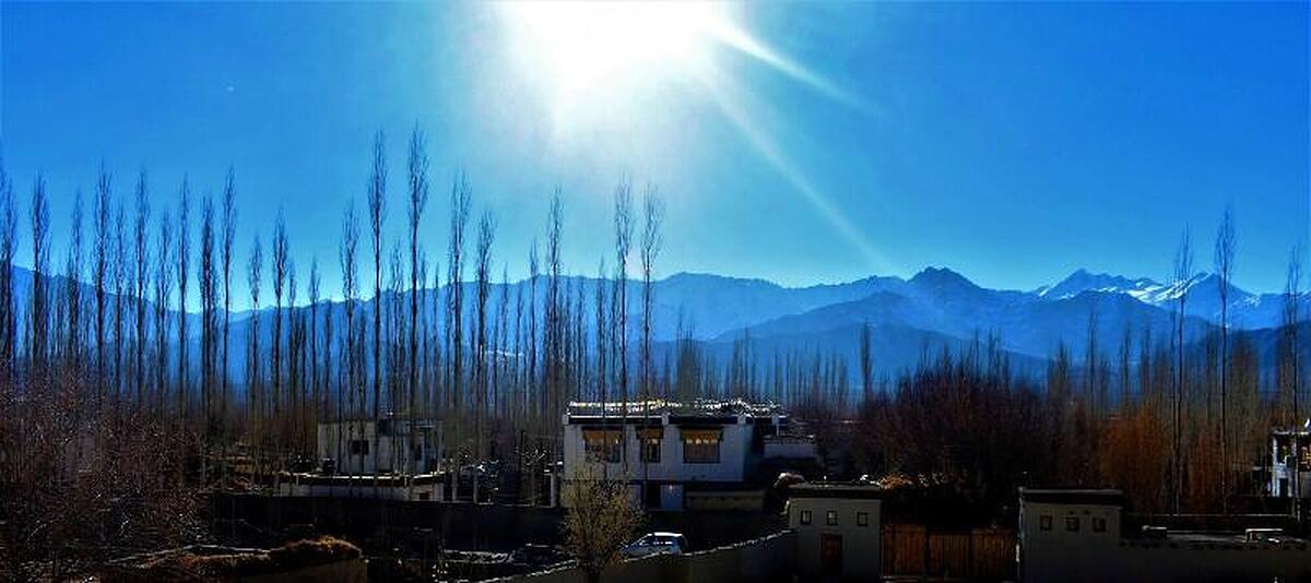 The Verda Driftwood Ladakh