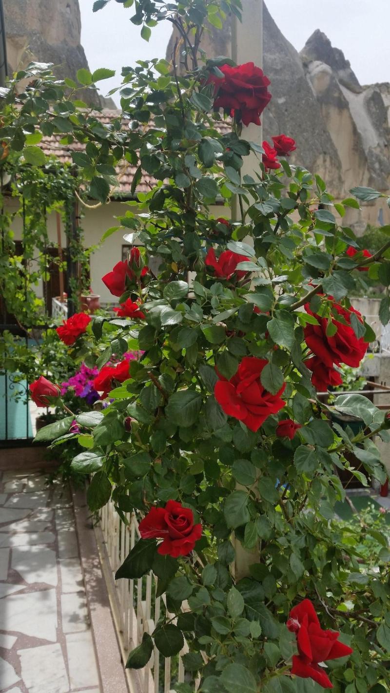 Anatolia Cave Hotel Pansion