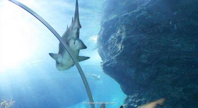 سنتارا گرند ات سنترال ورلد