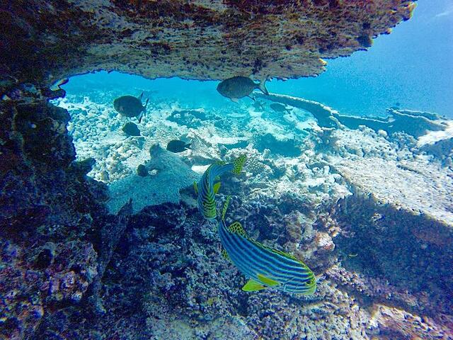 Beach Veli
