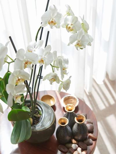 حیات ریجنسی باکو