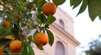 دگلی ارانچی