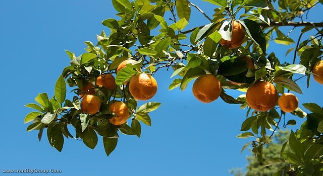 دگلی ارانچی