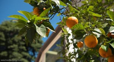 دگلی ارانچی