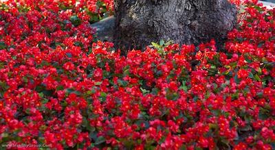 دگلی ارانچی